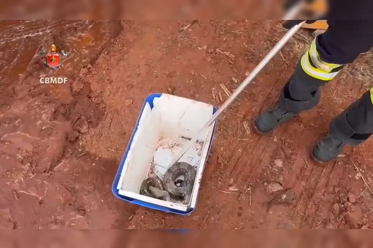 Jiboia ferida em incêndio é resgatada no Parque Ezequias Heringer