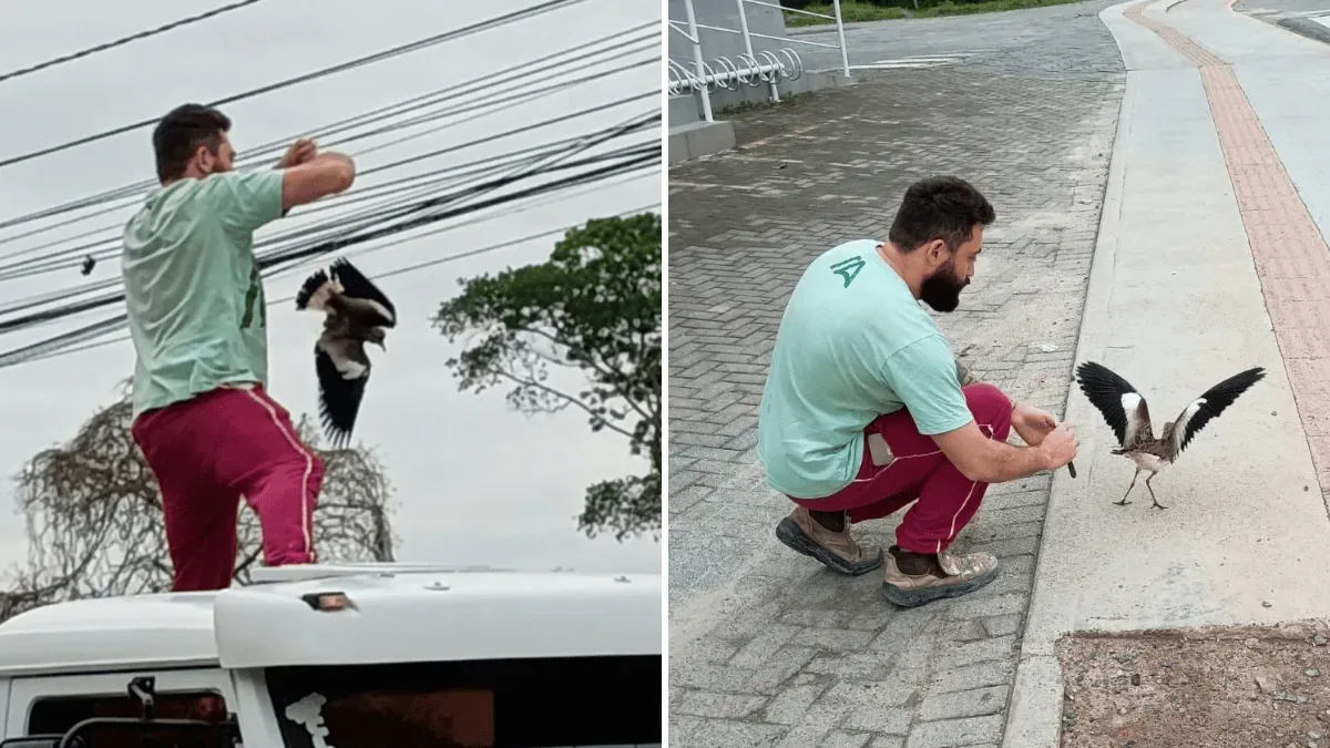 Trabalhador resgata quero-quero preso em fiação elétrica em Camboriú