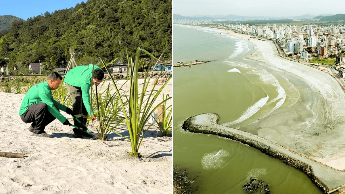Restinga será implantada em faixa de 14 metros na Praia do Gravatá