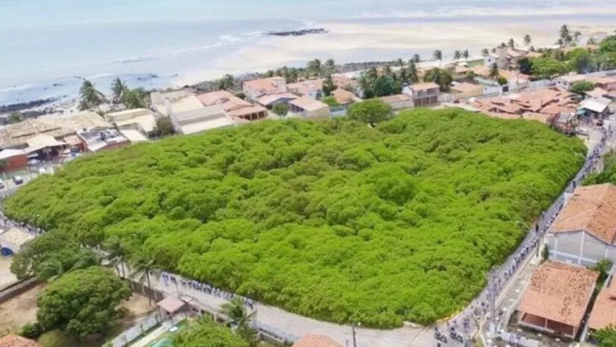 Rio Grande do Norte define 8 cadeiras na Câmara nas Eleições 2026