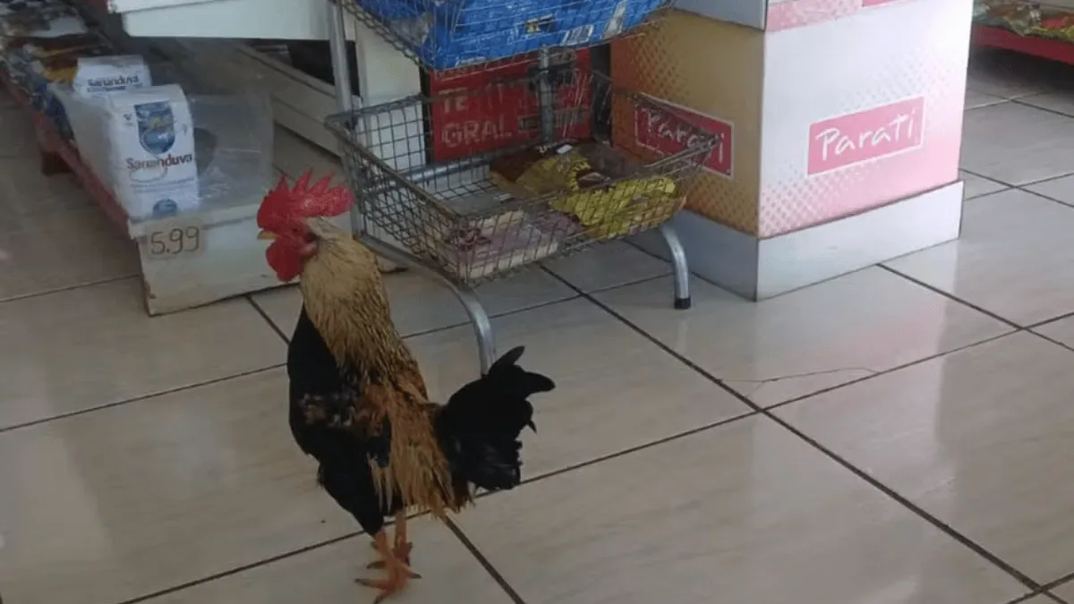 Galinho de 500 gramas recebe clientes e acompanha compras em mercado de SC