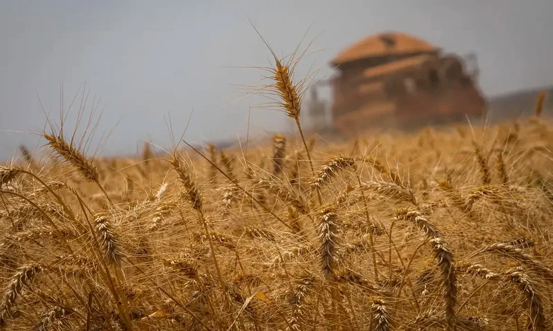 Soja bate recorde e sustenta produção de grãos em 2025/26