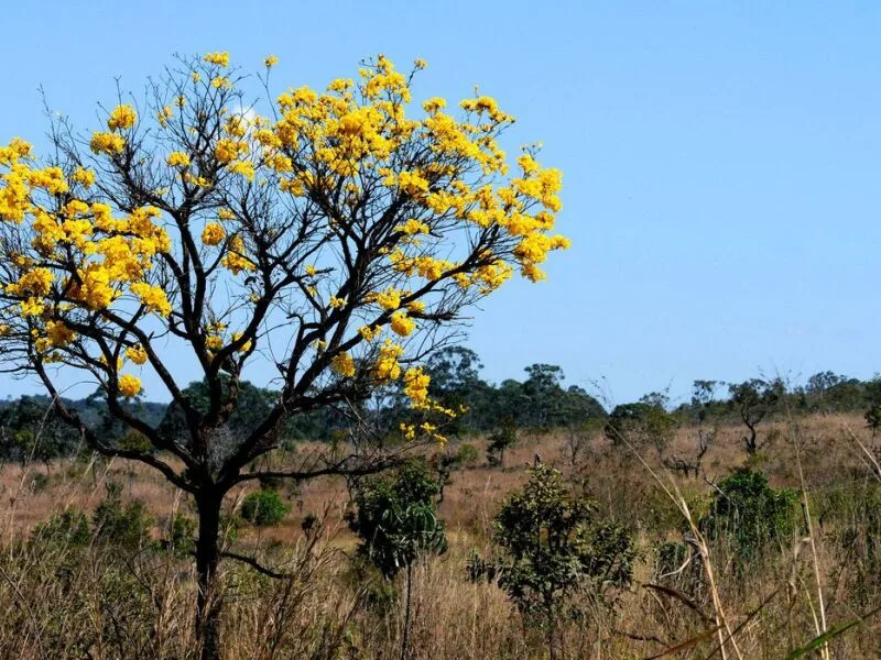 Portarias definem áreas de recarga hídrica no Cerrado após queda dos alertas