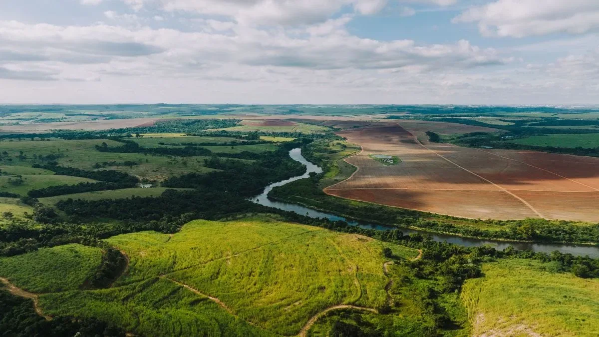 Google e Terradot planejam reduzir metano em 200 mil hectares de arrozais