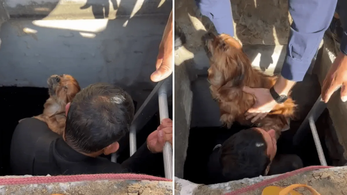 Prefeitura reforça segurança após morte de cão em obra de Balneário Camboriú