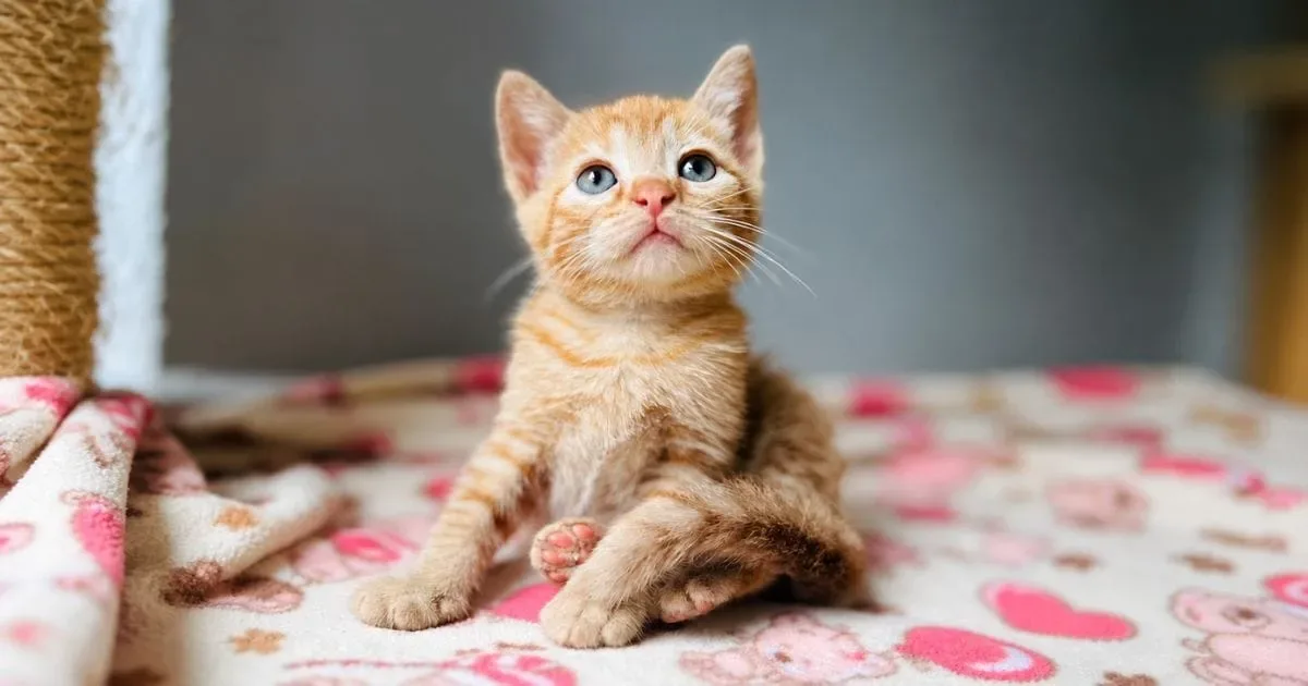 Feira em Criciúma reúne gatos para adoção neste sábado