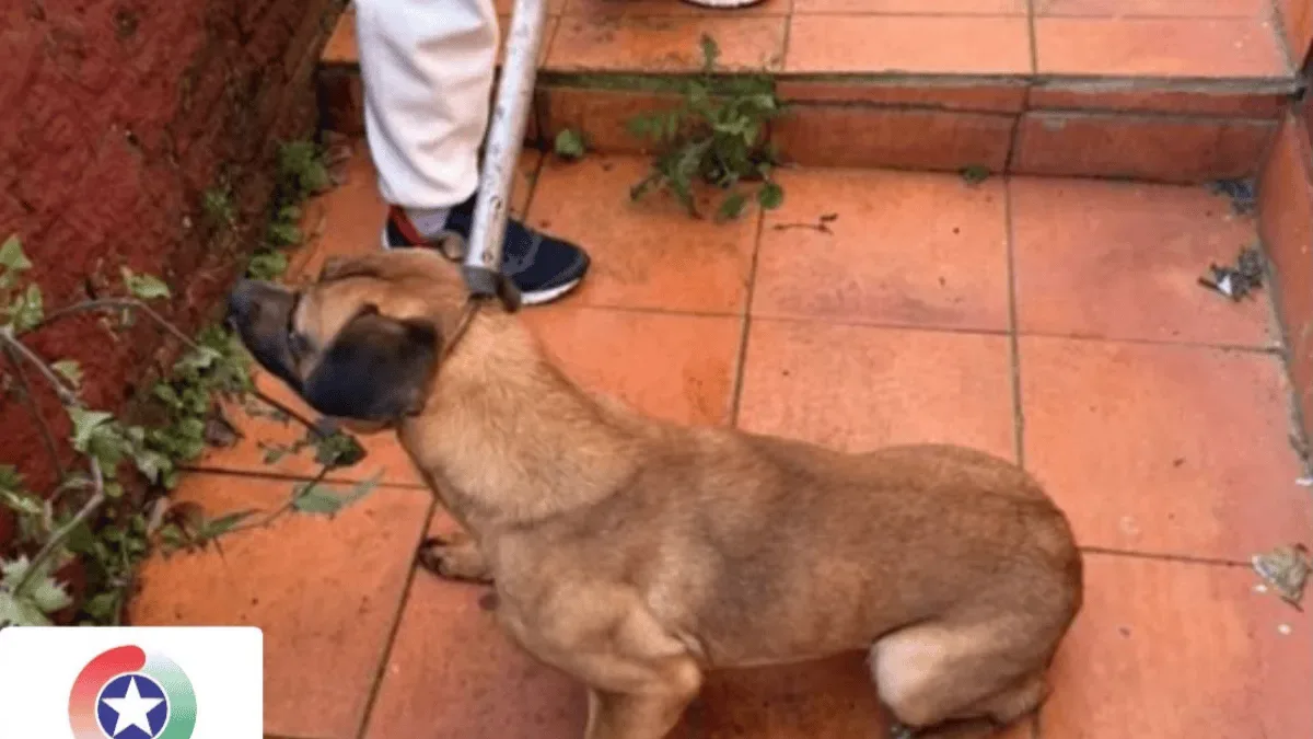 Polícia resgata cão preso sob cama e apura suspeita de abuso em Xaxim