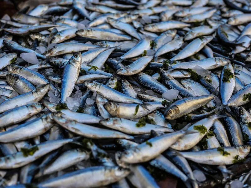 Amazônia reúne mais de 2,7 mil espécies de peixes, diz relatório