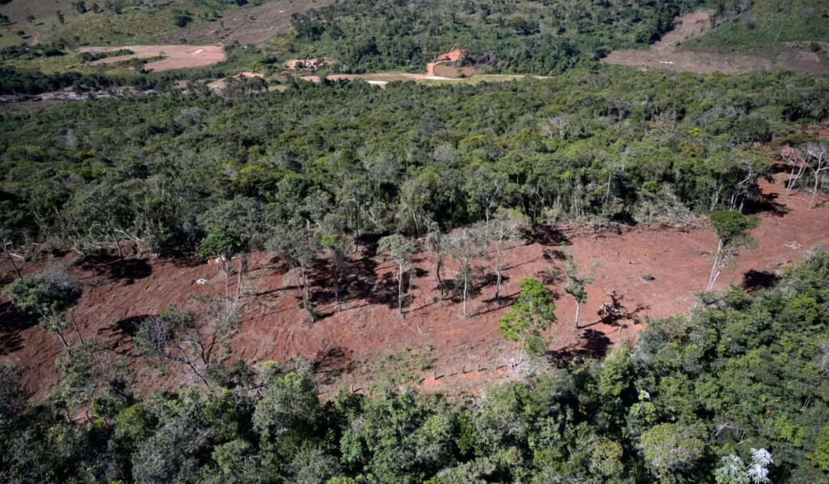 Agricultura ocupa 63% da Mata Atlântica; soja e cana ampliam áreas