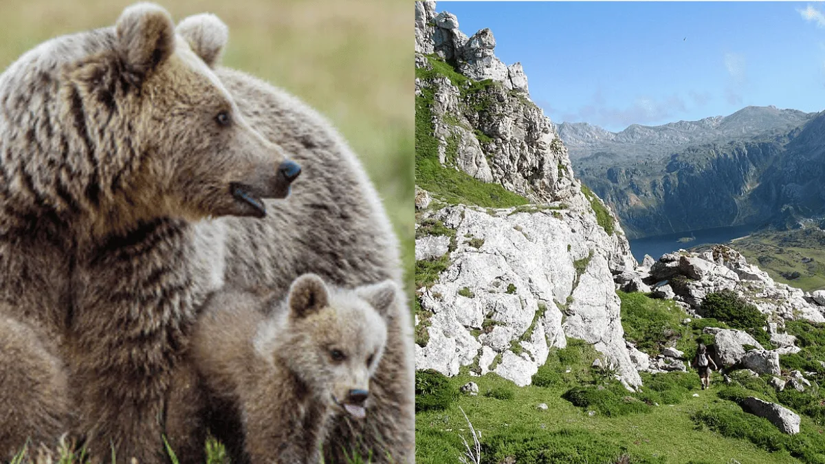 Urso-pardo cantábrico atrai turistas após recuperação nas montanhas da Espanha