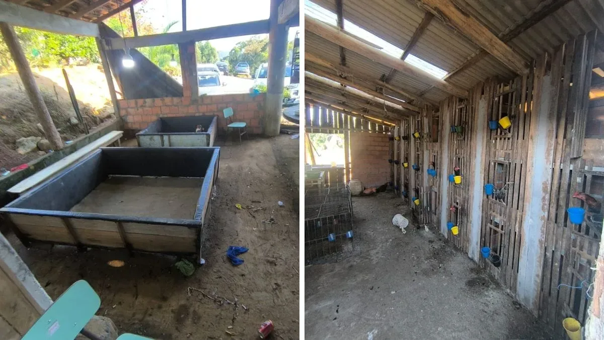 Operação encontra 68 galos e apreende dinheiro em rinha em Massaranduba