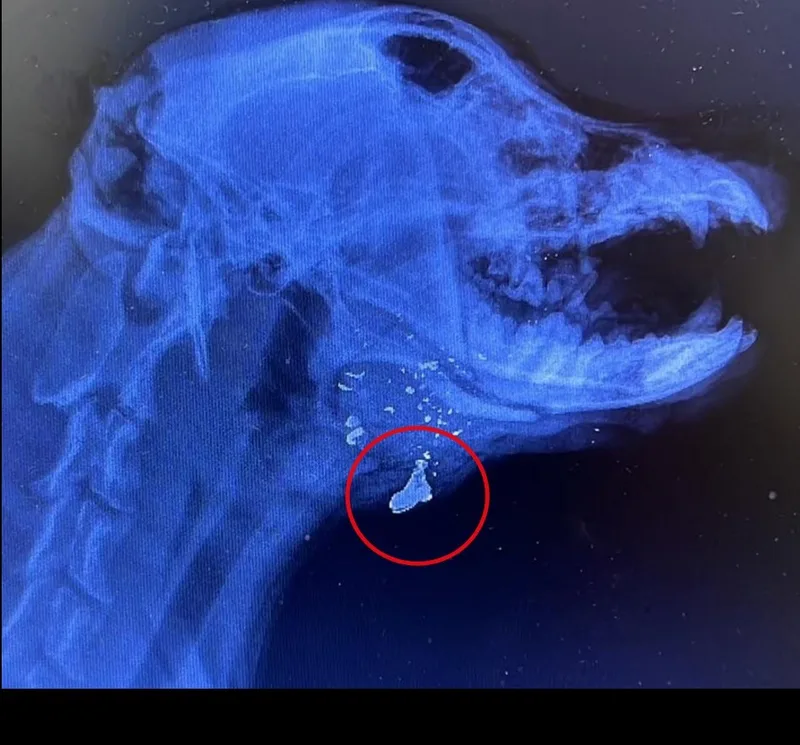 Cão é ferido por disparo e passa por cirurgia em Irajá, no Rio