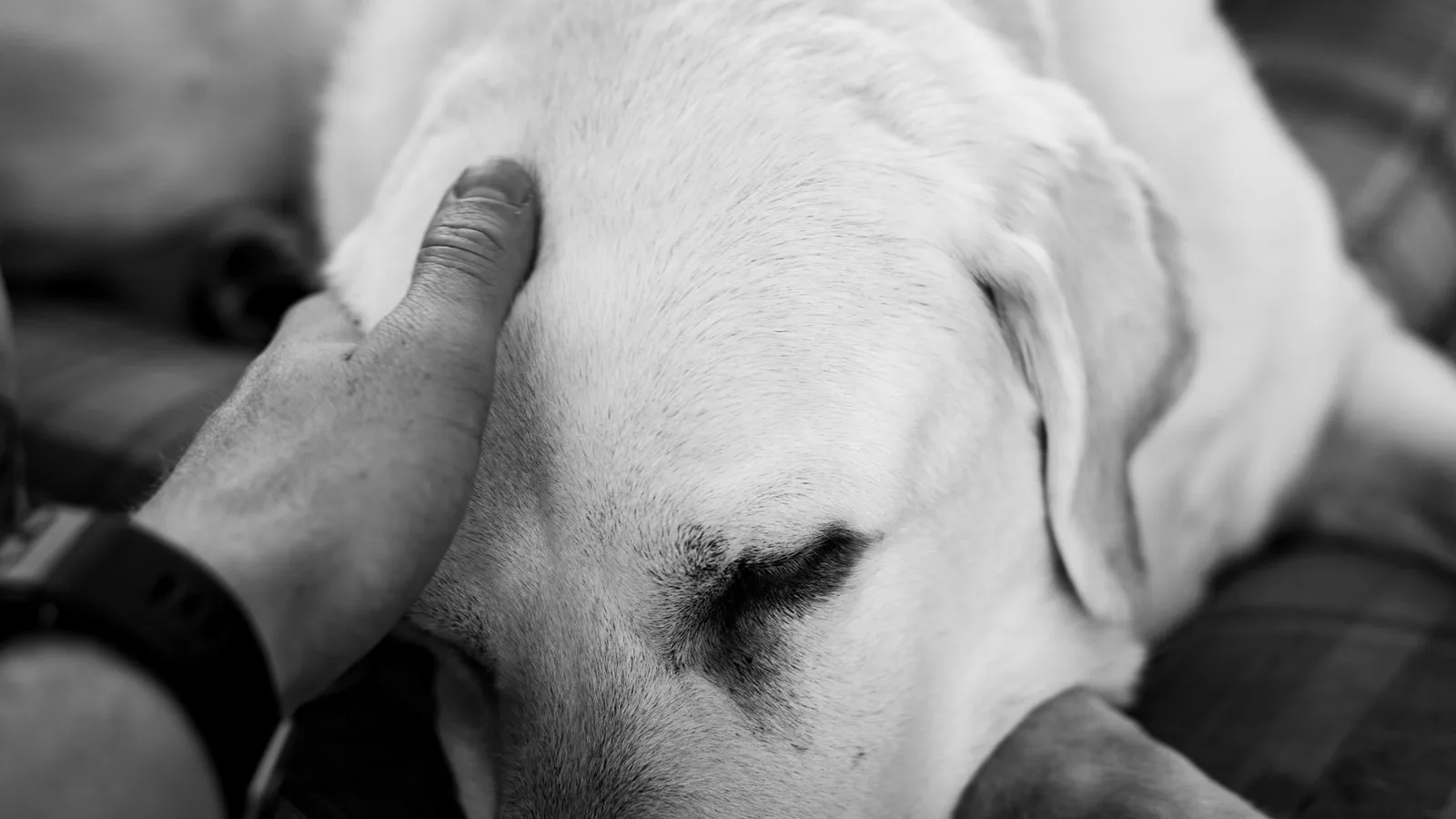 Luto por pets pode alterar rotina e exigir acolhimento, diz psiquiatra