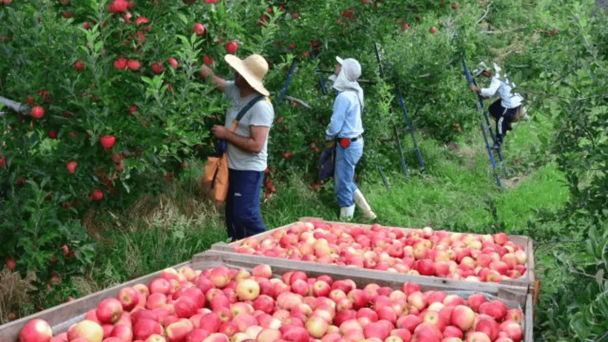 Super El Niño ameaça floração da maçã e produção de mel em Santa Catarina