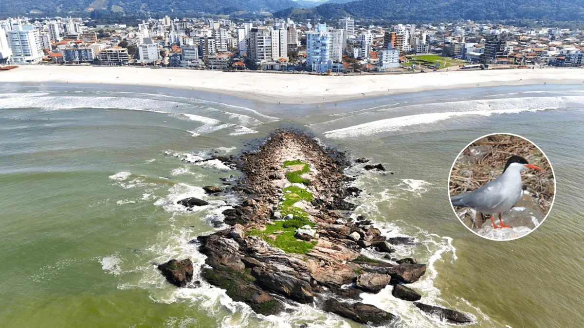 Navegantes prepara proteção para ilha usada na reprodução de ave migratória