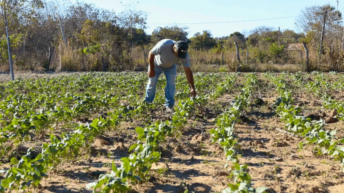 Recuperação judicial no agro depende de diagnóstico antes da perda de liquidez