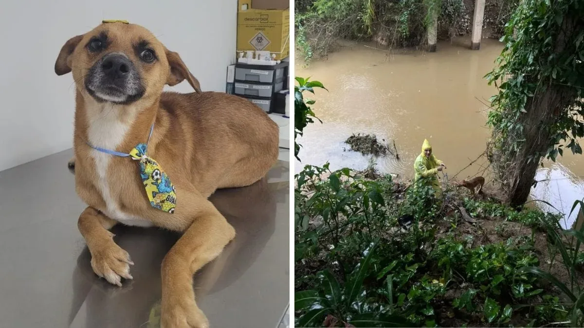 Polícia Civil vai investigar possível queda de cachorro de ponte em Gaspar