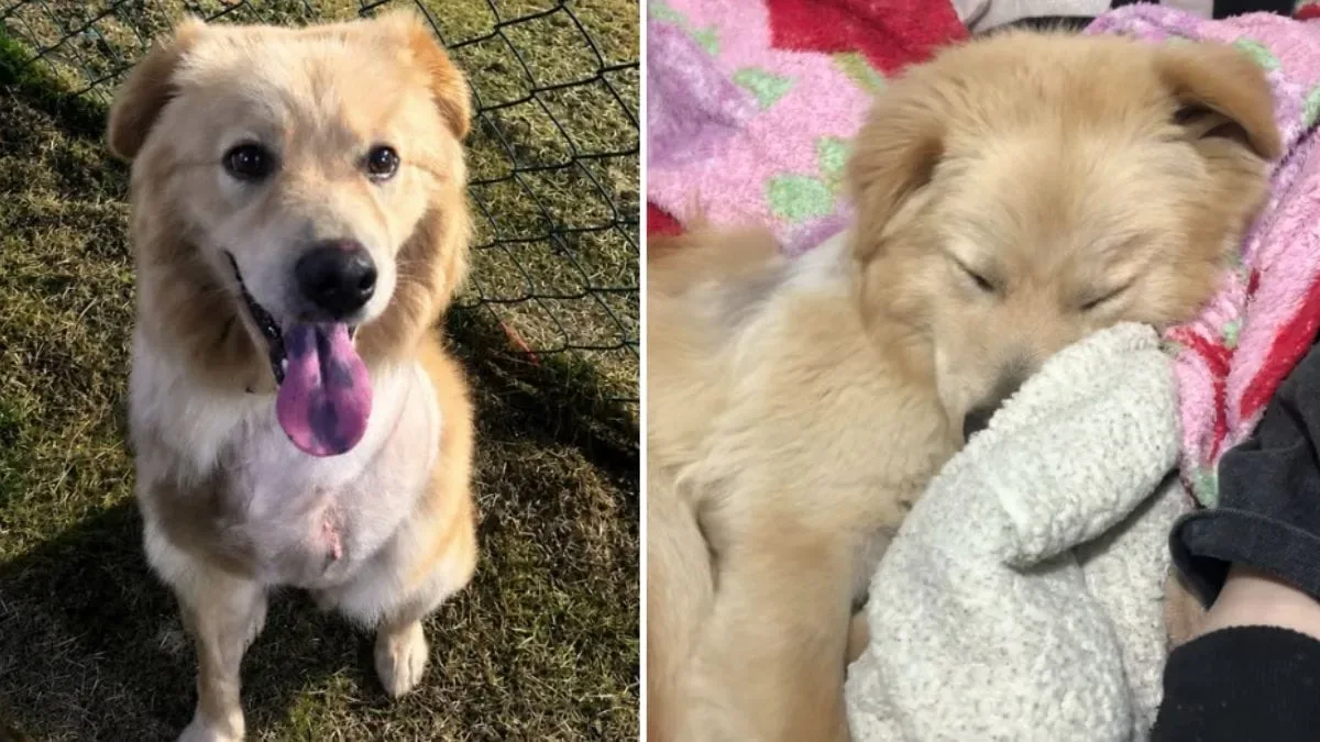 Cão de três patas é adotado após abandono e atropelamento em Jaraguá do Sul