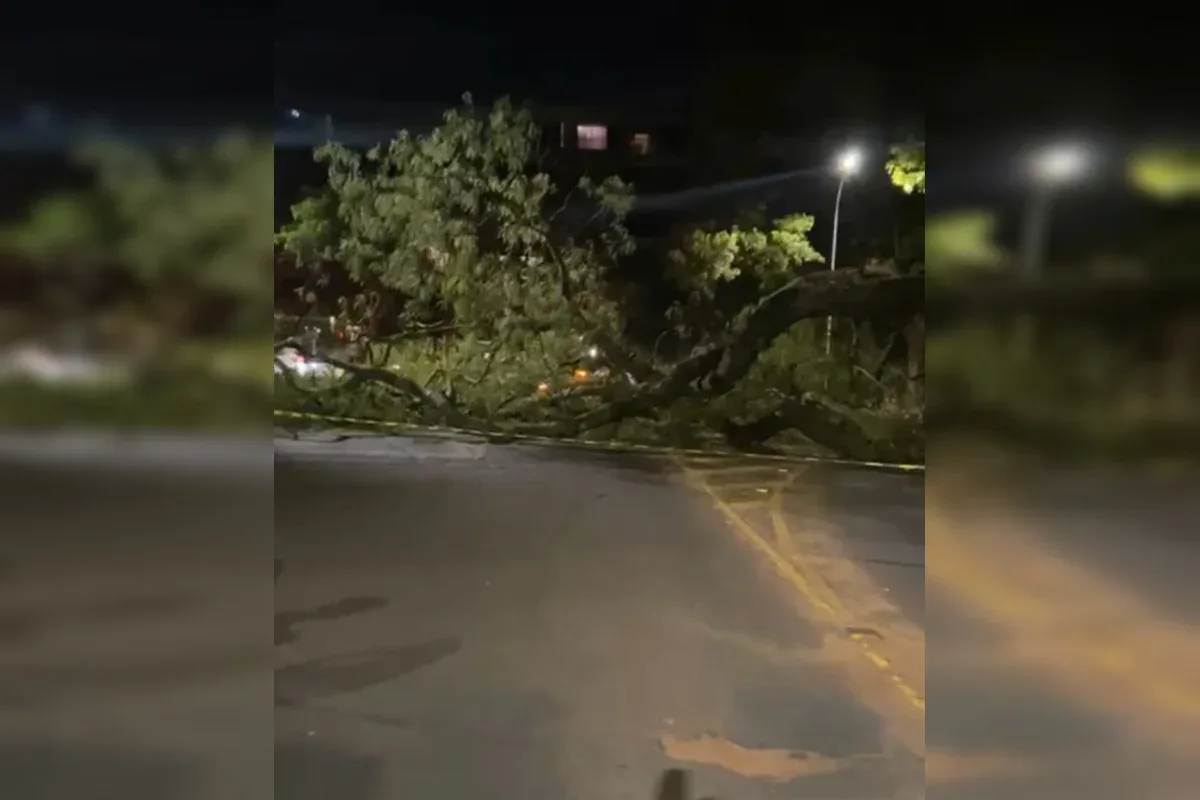 Queda de árvore sobre carro interdita via na Asa Norte