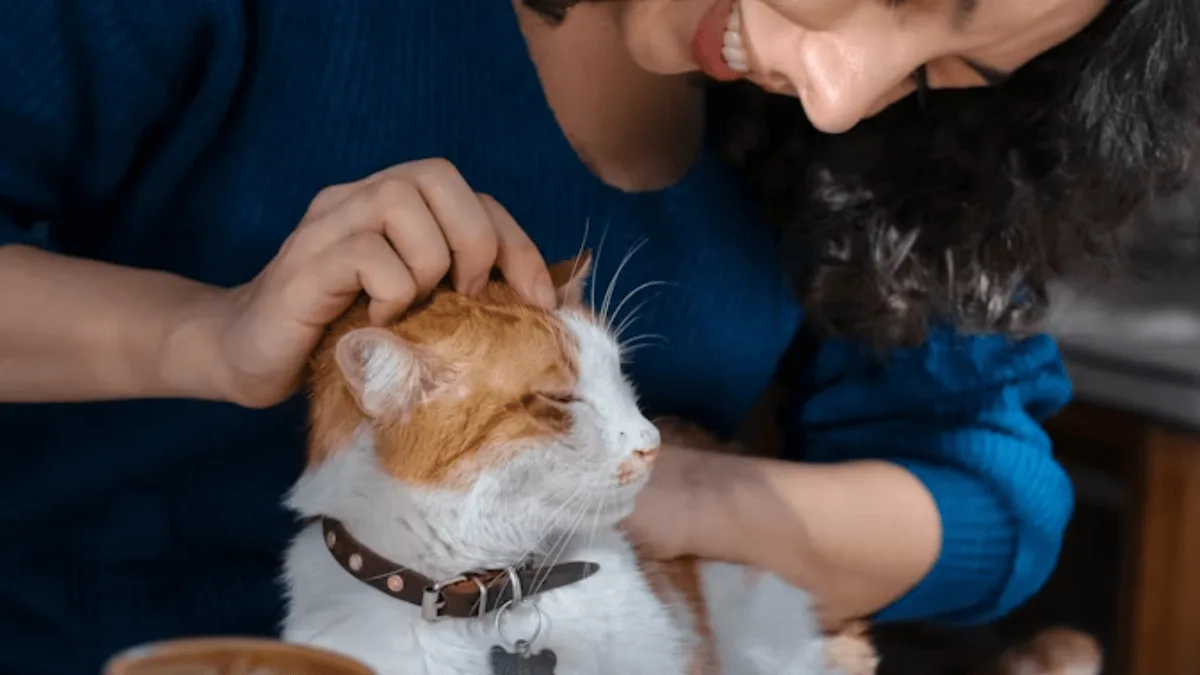 Gatos passam a frequentar outras casas após receber comida e cuidados