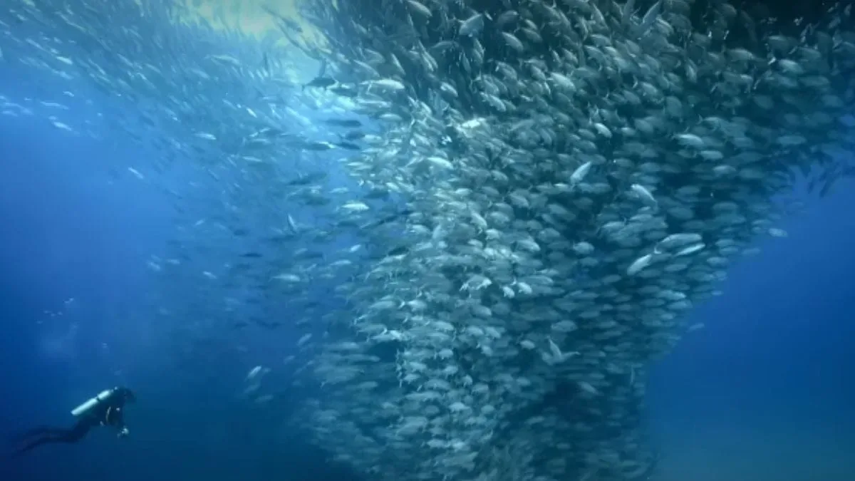 Cabo Pulmo recupera arrecife após comunidade banir a pesca em 1995