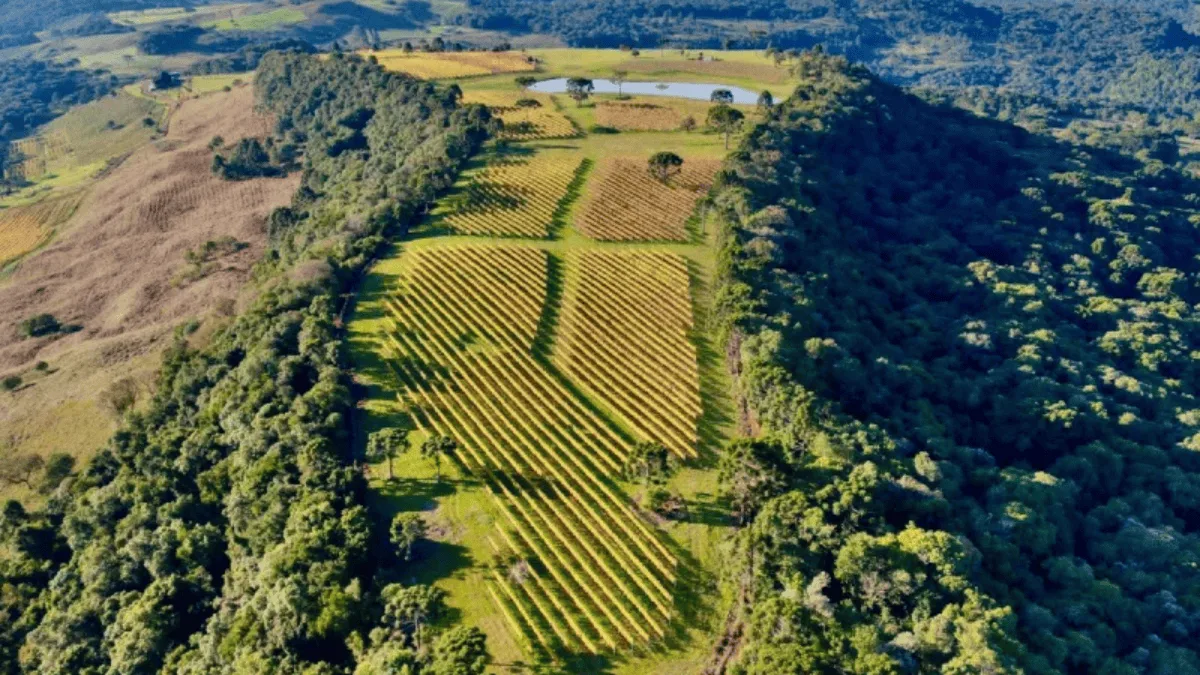 Vinícola acende dezenas de fogueiras para proteger uvas do frio em Santa Catarina